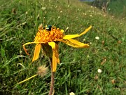 39 Arnica montana (Arnica)  con maggiolino verde